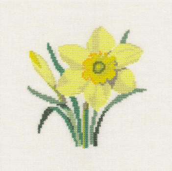 Daffodil Daffodil