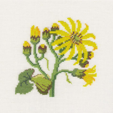 Senecio Clivorum Senecio Clivorum