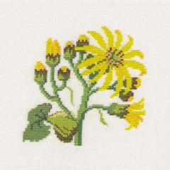 Senecio Clivorum