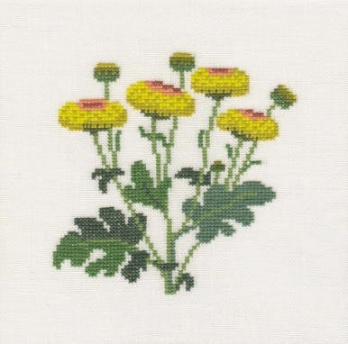 Chrysanthemum Chrysanthemum