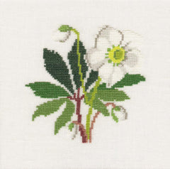 Christmas Rose