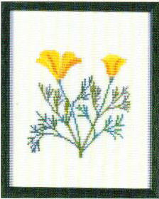 California Poppy, California California Poppy, California