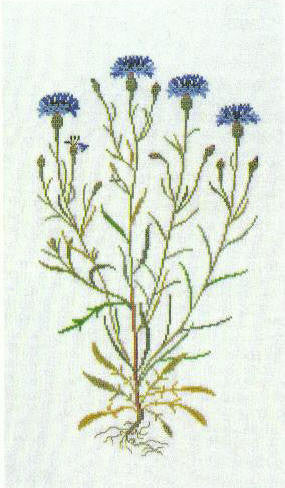 Cornflowers Cornflowers