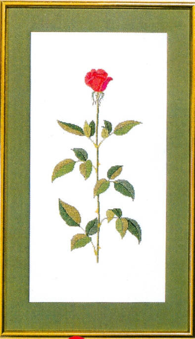 Baccara Rose Baccara Rose