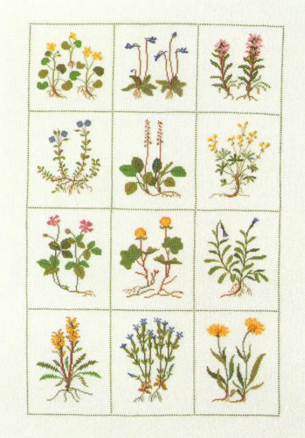 Rock Plants Rock Plants