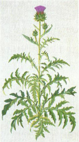 Artichoke Artichoke