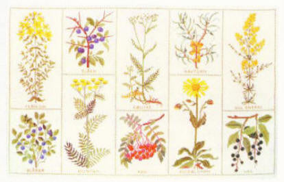 Snap Herbs Snap Herbs