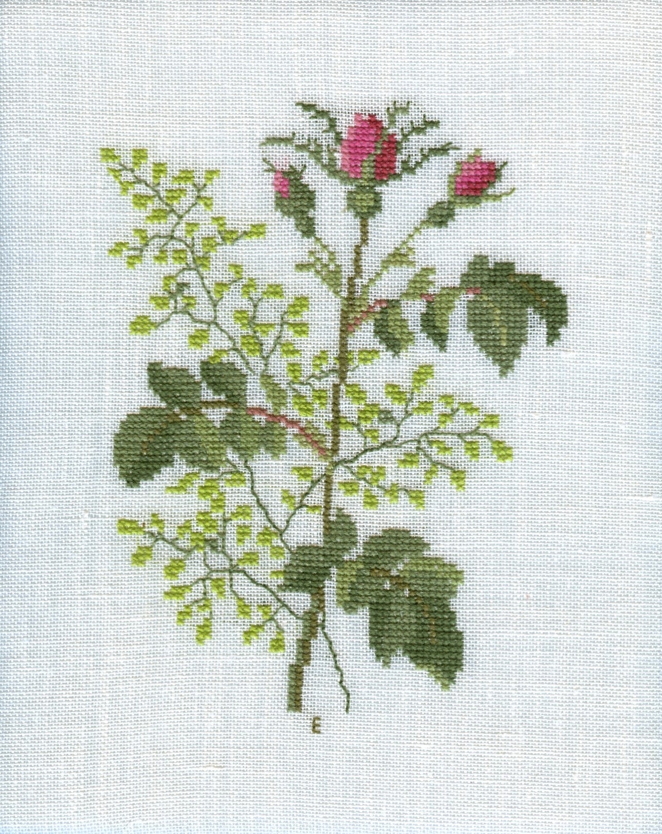 French Rose French Rose