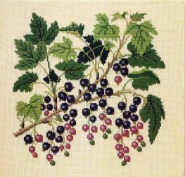 Black Currant Black Currant