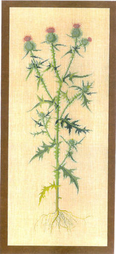 Thistle Thistle