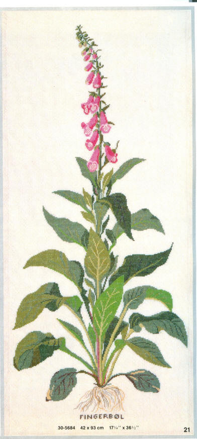 Fox Glove Fox Glove