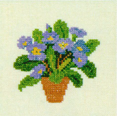 Blue Auricula Blue Auricula