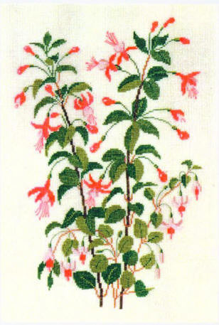 Fuchsia Dannebrog Fuchsia Dannebrog