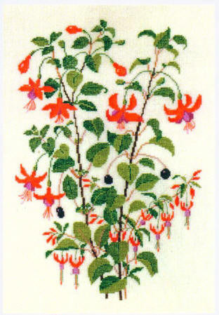 Fuchsia Lord Roberts Fuchsia Lord Roberts
