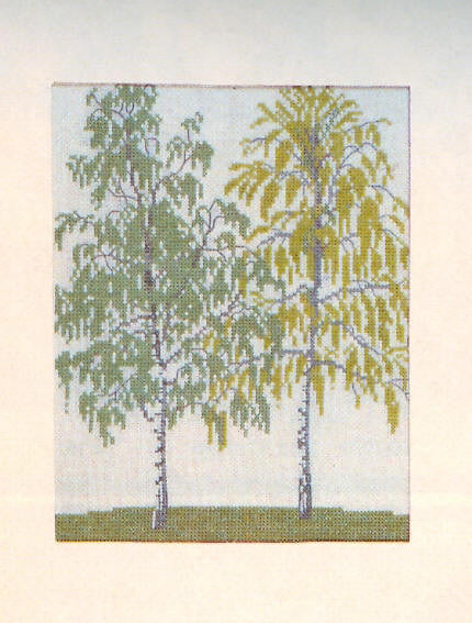 Birch Trees Birch Trees