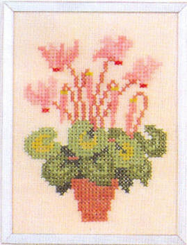 Cyclamen Cyclamen