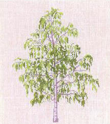 Birch Tree Birch Tree