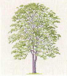 Tree of Heaven Tree of Heaven