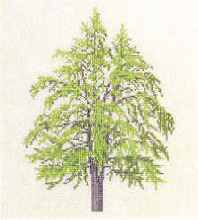 Ginko Tree Ginko Tree