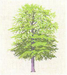 Birch Tree Birch Tree