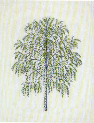 Betula Alba/Birch Betula Alba/Birch