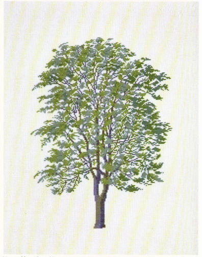 Ailantus Altissima Ailantus Altissima