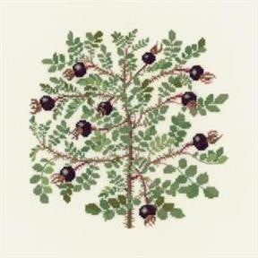 Rosa Pimpinellifolia Rosa Pimpinellifolia