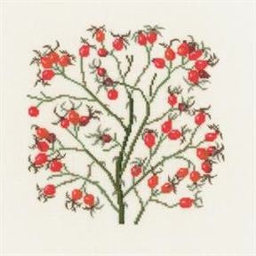 Rose Rubiginosa Rose Rubiginosa