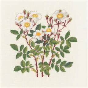 Rosa Arvensis Rosa Arvensis