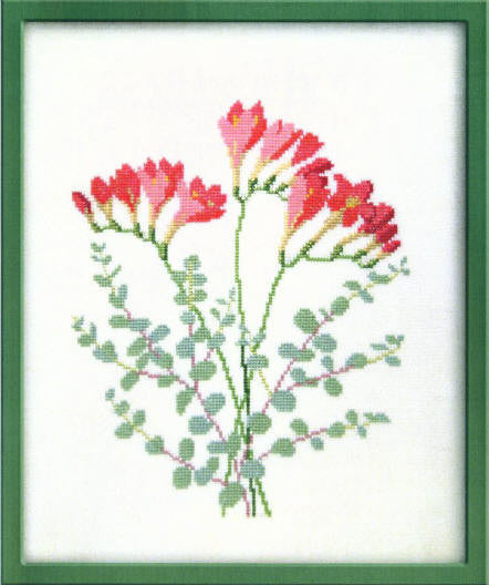 Freesia Freesia