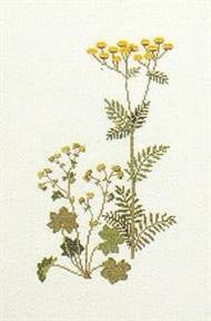 Tansy & Lady's Mantle Tansy & Lady