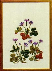 Blue Anemone / Hepatica Blue Anemone / Hepatica