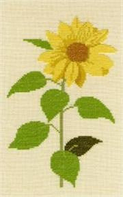Sunflower Sunflower