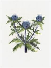 Eryngo Eryngo