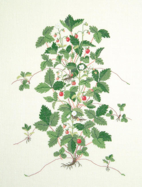 Wild Strawberries Wild Strawberries