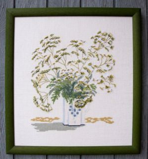 Daucus Carota (Wild Carrot) Daucus Carota (Wild Carrot)