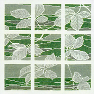 Green Window Green Window