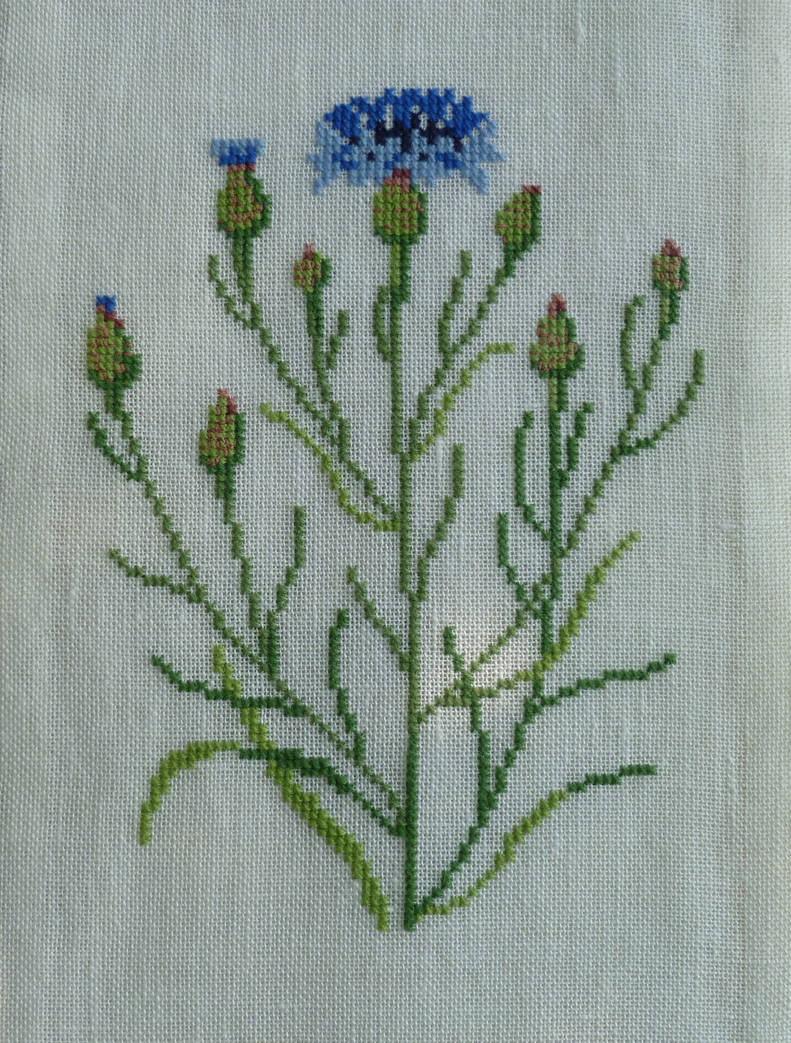 Cornflower Cornflower