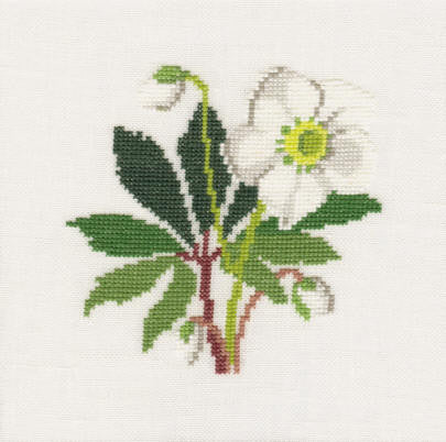 Christmas Rose