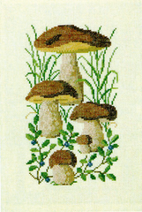 Boletus Mushrooms