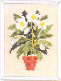Christmas Rose