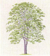 Tree of Heaven