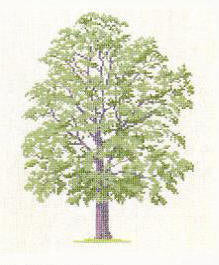 Honey Locust Tree