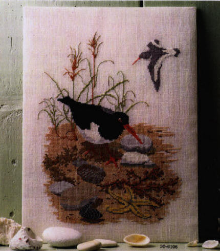 Oyster Catcher