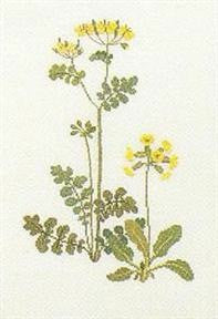 Chelidonium Andprimula